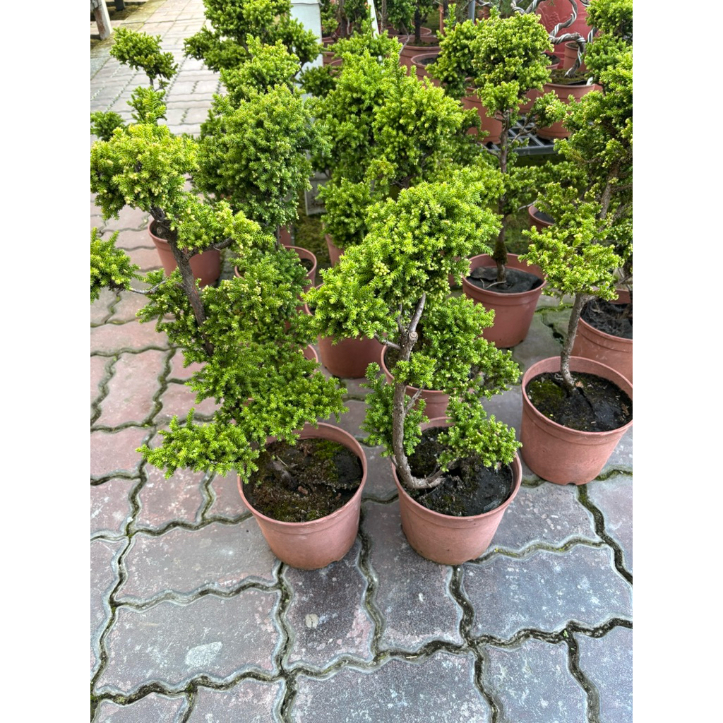 八房杉的價格推薦- 2025年12月| 比價比個夠BigGo