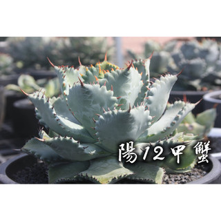 陽12甲蟹 一物一拍 龍舌蘭科 多肉 陽光美錦DAYLIGHT PLANTS