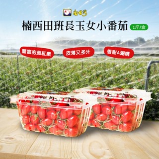【南臺灣】楠西田班長玉女小番茄（無禮盒）！1盒1斤。1單最多10盒(超取最多8盒）。獨立標！