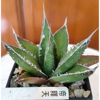 （水上園藝）背刺帝釋天、暴武藏、超級皇冠、像足漆樹實生、青皮帝釋天黃中斑、迎春錦、多肉、炎龍 、妖炎/ 龍舌蘭