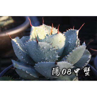 陽08甲蟹 一物一拍 龍舌蘭科 多肉 陽光美錦DAYLIGHT PLANTS