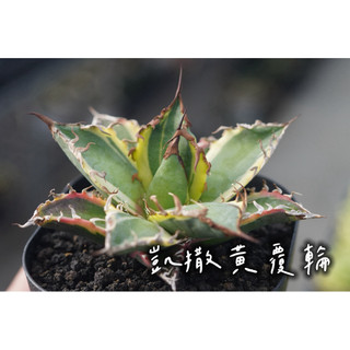 凱撒黃覆輪 一物一拍 龍舌蘭科 多肉 陽光美錦DAYLIGHT PLANTS
