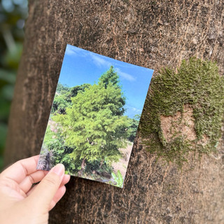 Daily Garden✨ have a nice day台灣趣明信片/酷卡/貓空落葉松