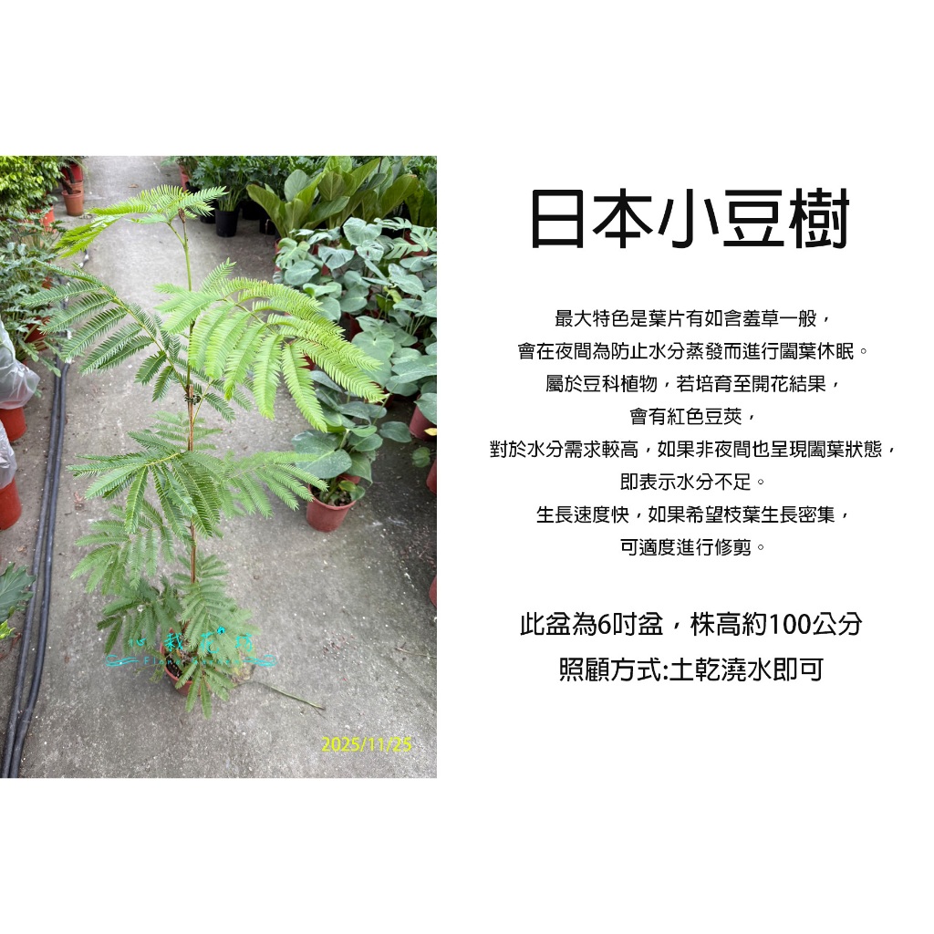 心栽花坊-雞髯豆/含羞樹/小豆樹/日本小豆樹/密葉猴耳環/6吋盆/綠化植物/室內植物/觀葉植物/特價1350
