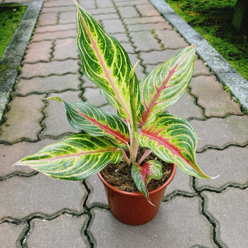 森植人星｜火狐狸粗肋草 5寸盆