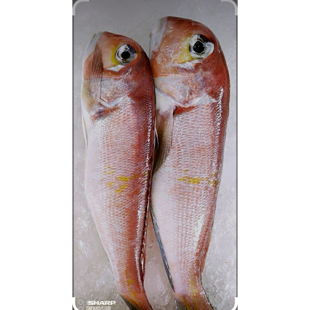 馬頭魚｜優惠推薦- 蝦皮購物- 2026年1月