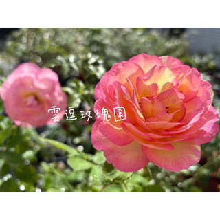 玫瑰花🌹畫家系列.馬克夏可爾.馬克夏卡爾玫瑰🌹使用玫瑰專用土.使用玫瑰專用土.月季玫瑰花