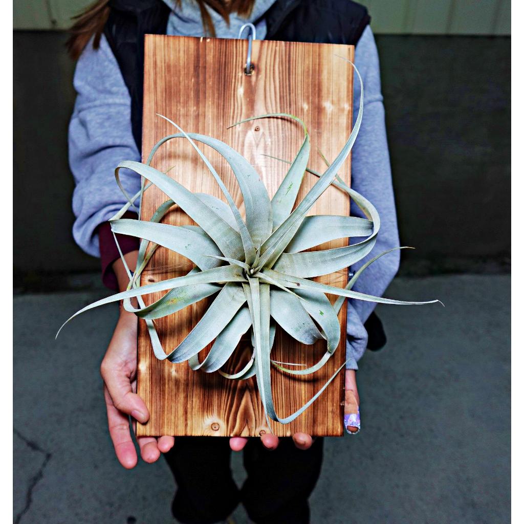 《柯比植物》空氣鳳梨 空鳳 霸王 霸王空氣鳳梨 霸王鳳梨(賣場有旋風木柄鳳 小精靈 全紅 泰迪熊 福果 飛牛蒂娜)