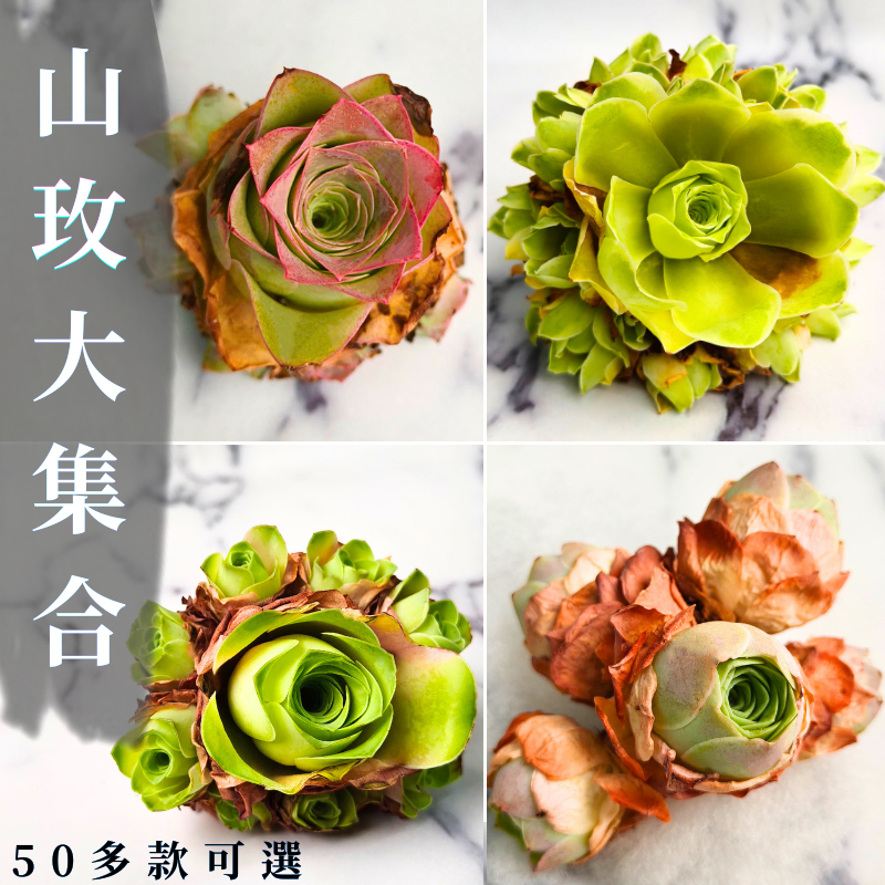 ★觀葉之王★【山玫大集合】50多款｜山地玫瑰｜雞蛋山玫｜耶羅玫瑰｜小包子｜黃金山玫｜粉山玫｜蓋瑞米爾｜帕爾瑪｜血櫻
