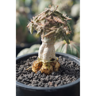 圖拉大戢(實生) 一物一拍 大戢科 多肉 陽光美錦DAYLIGHT PLANTS