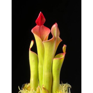 !!!拼第一單!!!帕瓦太陽瓶子草H. parva clone 08/02 AW