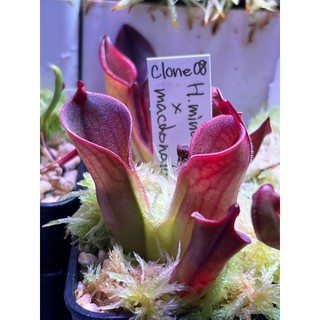披毛交麥當勞太陽瓶子草H. minor var. pilosa (02) x macdonaldae clone 08