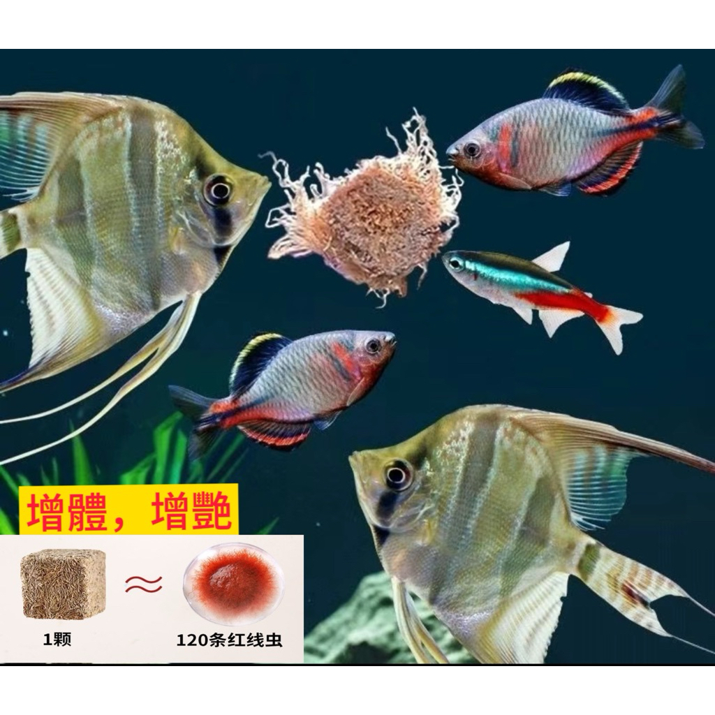 「真紅蟲肉」挑嘴魚七彩神仙魚專用魚糧凍乾鐵線紅蟲貼塊水蚯蚓熱帶魚燈科魚孔雀魚觀賞魚高蛋白飼料貼片