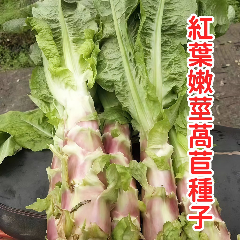 台灣紅葉A菜種子 紅葉生菜籽 紫葉嫩莖萵苣 本葉萵苣 紫色大陸妹種子 火燒心菜 盆栽蔬菜 家庭菜園 四季可播 易種植