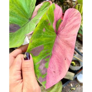 《阿古艾拉田野雜貨》水芋 Colocasia Pink Lanna