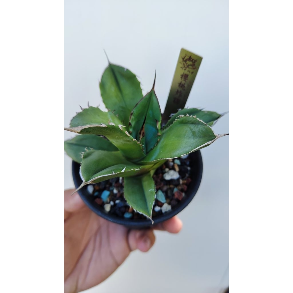 櫻桃炸彈嚴龍Agave龍舌蘭3吋（一物一拍）