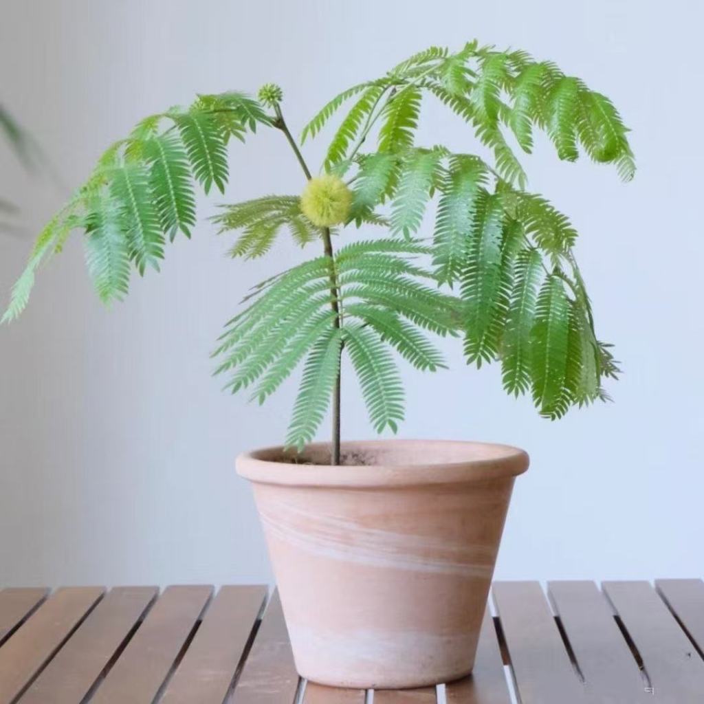 日本小豆樹 雞髯豆 含羞樹  密葉猴耳環稀有品種 3吋