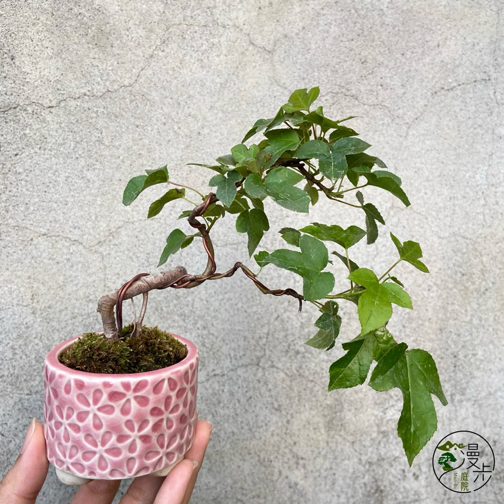 楓盆栽的價格推薦- 2025年11月| 比價比個夠BigGo