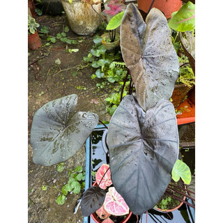 3C植人 觀葉植物 水芋 電光藍3吋盆