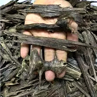 【加油區3ml+】印度烏木㊣ "沉香精油"的祖先 AGARWOOD OUD (陳年型) 野生黑軸心