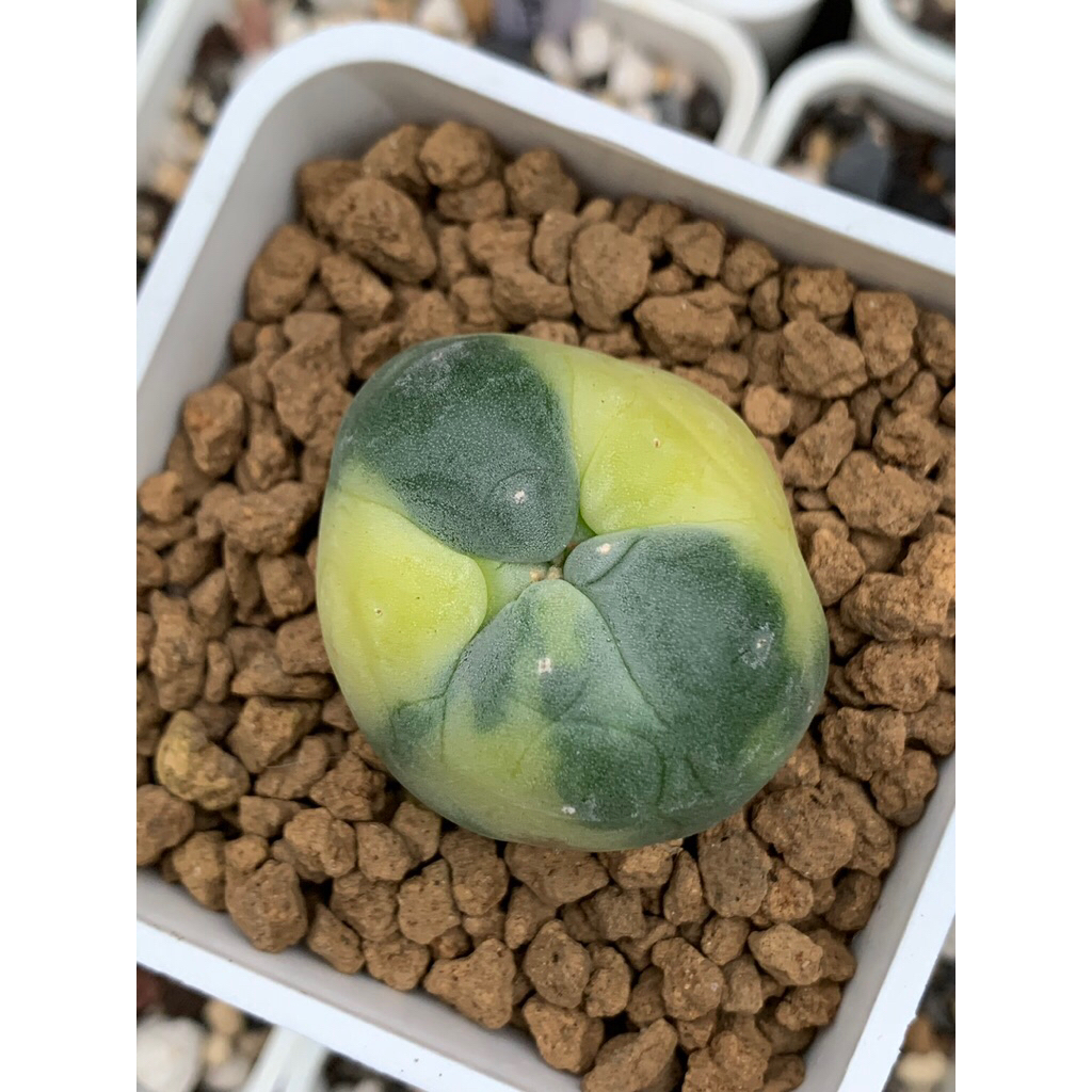 銀冠玉錦的價格推薦- 2026年2月| 比價比個夠BigGo