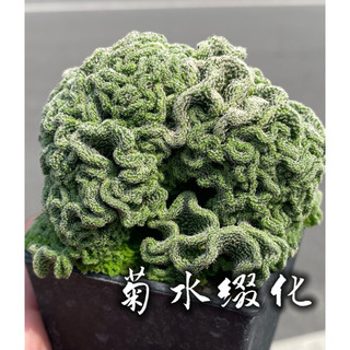 菊水綴化H 一物一拍 仙人掌科 多肉 陽光美錦DAYLIGHT PLANTS