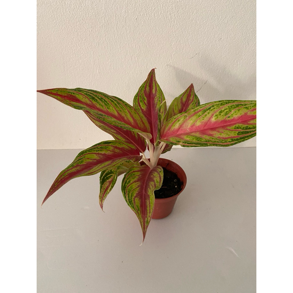 火狐狸粗肋草 3寸盆 室內植物 觀葉植物，火狐狸粗肋草