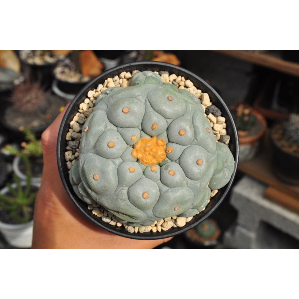 扁平白肌銀冠玉 疣銀冠玉的價格推薦- 2025年12月| 比價比個夠BigGo