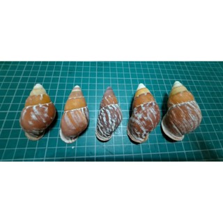 棕色蝸牛殼Chrysallis rollei（非專業賣家）