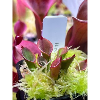 美麗太陽瓶子草H. pulchella clone 15 (Churi Tepui) BCP
