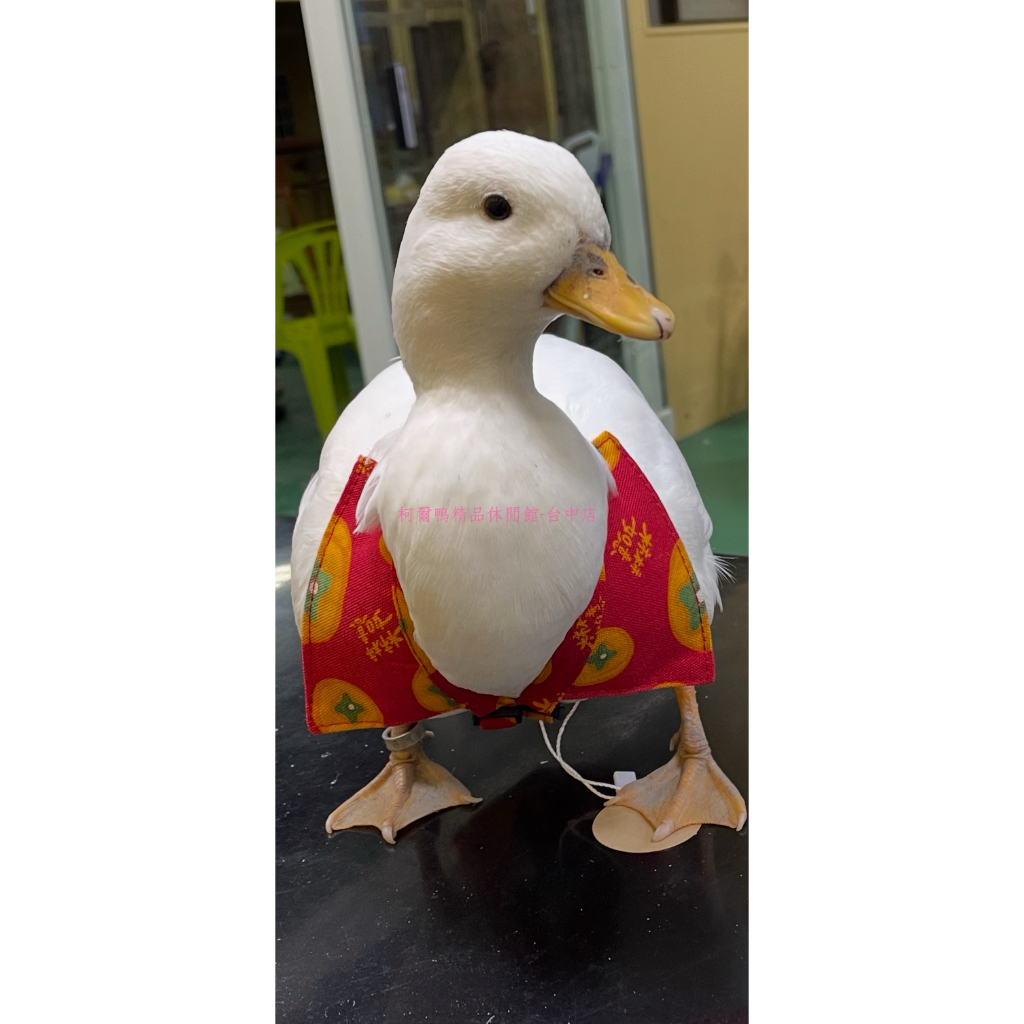 🐣柯爾鴨精品休閒館-台中🐣 柯爾鴨 住宿 休閒 聚會 貓 狗 鳥 水禽專用飼料 - 柯爾鴨包屁衣