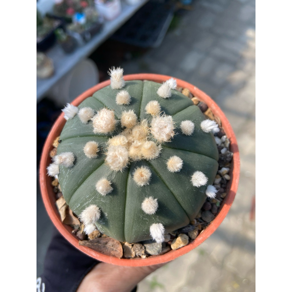 連星大疣瑠璃兜 特大大疣 連星大疣瑠璃兜 特大大疣 多肉植物星球屬大疣琉璃