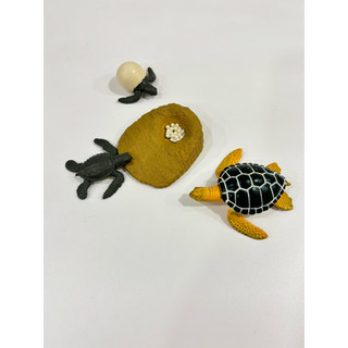 Safari Ltd 綠海龜的生命週期 Life Cycle of a Green Sea Turtle