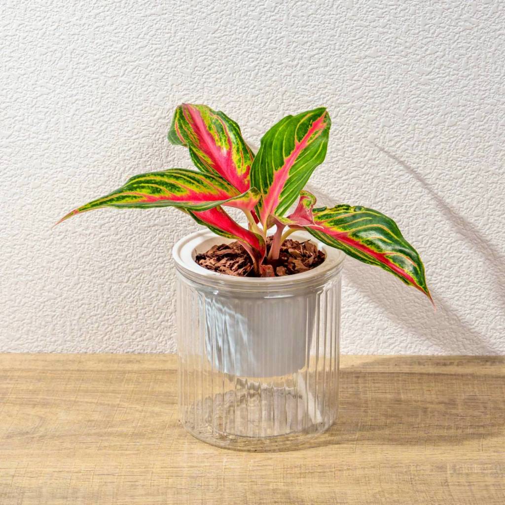 火狐狸粗肋草 免澆水盆栽 室內植物 觀葉植物 禮物 盆栽 辦公室小物 懶人盆栽