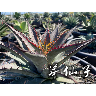 芽仙子 一物一拍 龍舌蘭科 多肉 陽光美錦DAYLIGHT PLANTS