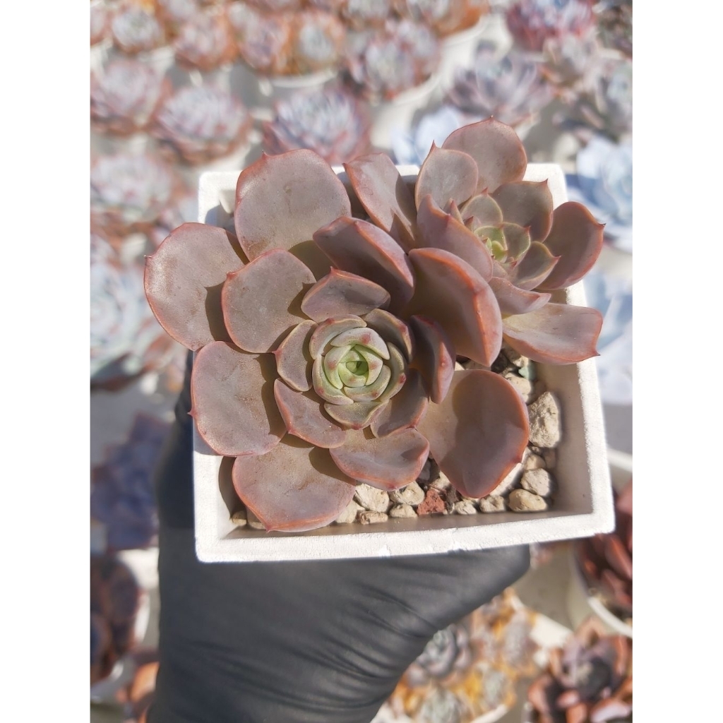 凱西 交種／凱西／交種／秘境多肉