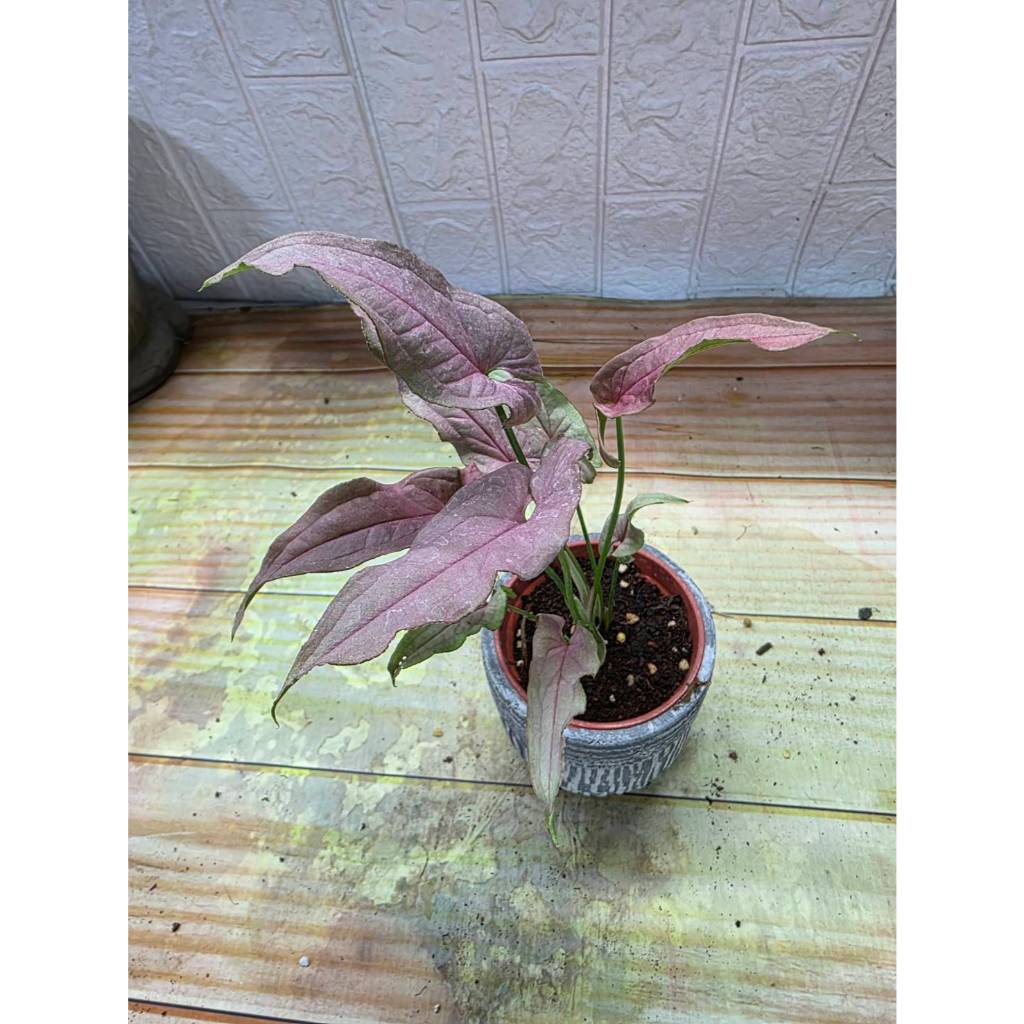 威爾森園藝-火狐狸合果芋3吋盆擇優出