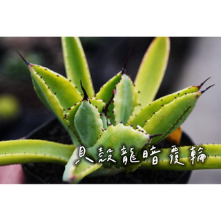 貝殼龍暗覆輪 一物一拍 龍舌蘭科 多肉 陽光美錦DAYLIGHT PLANTS