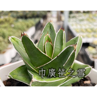 巾廣笹之雪 一物一拍 龍舌蘭科 多肉 陽光美錦DAYLIGHT PLANTS