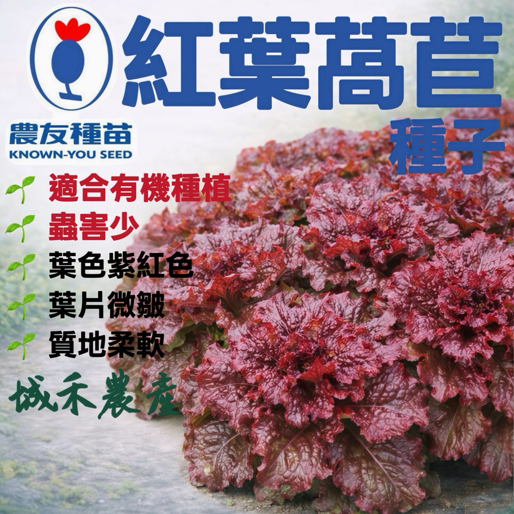 城禾農產🍃 農友紅葉萵苣種子 10克 約1萬粒 紅葉萵苣種子 農友萵苣種子 萵苣種子 生菜種子 紅生菜種子 紅萵苣種子