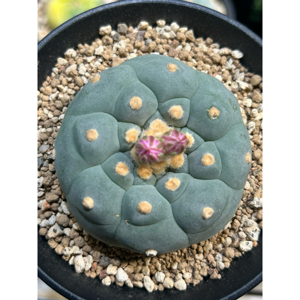 疣銀冠玉的價格推薦- 2026年3月| 比價比個夠BigGo