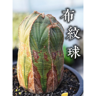 實生布紋球(4.2cm) 一物一拍 大戢科 陽光美錦DAYLIGHT PLANTS