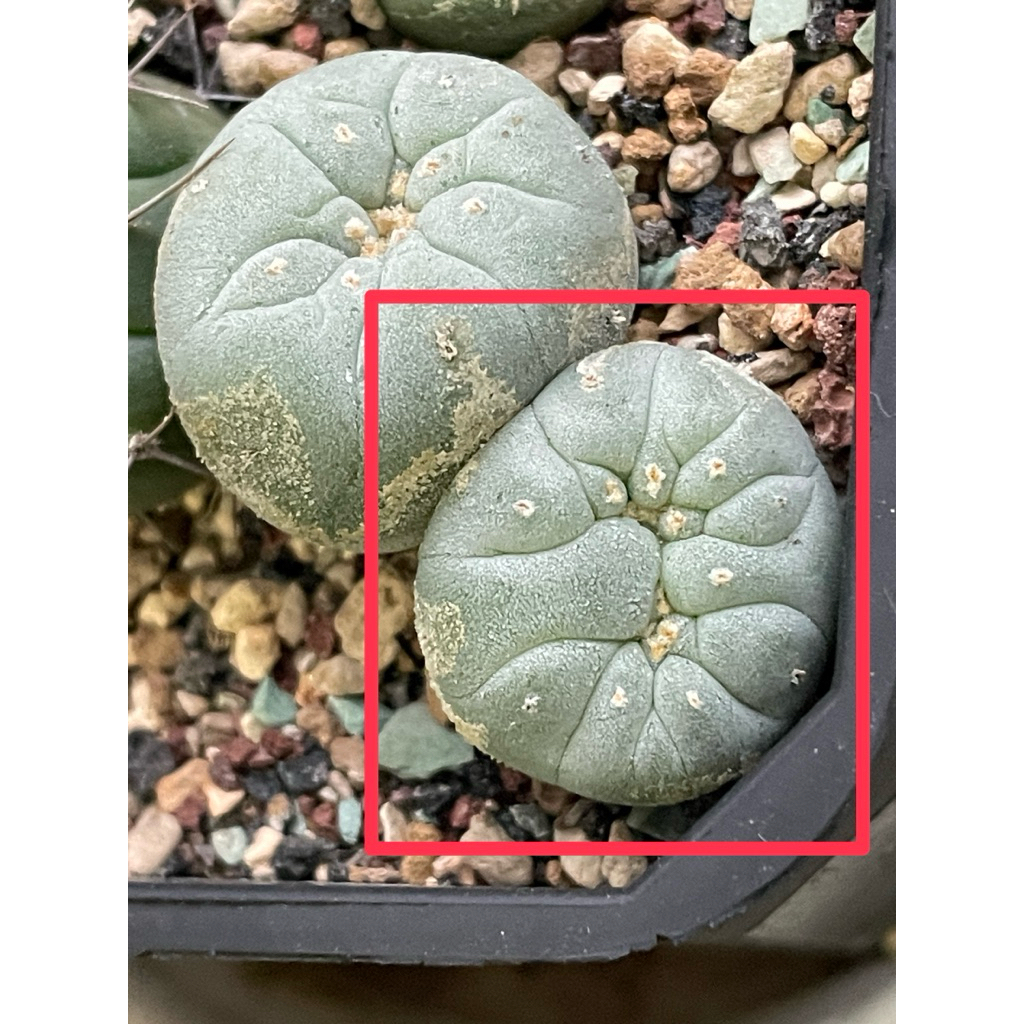 綴化銀冠玉的價格推薦- 2025年12月| 比價比個夠BigGo