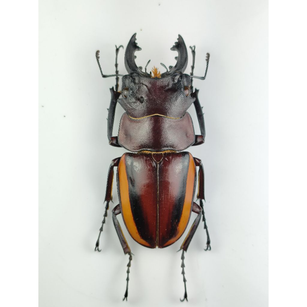 Odontolabis 標本的價格推薦- 2025年12月| 比價比個夠BigGo