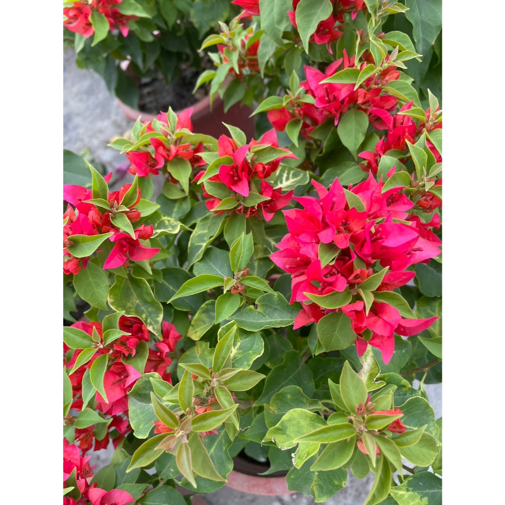 🌵觀花植物 室內植物 淨化空氣🌵【 九重葛(火狐狸) 】7吋盆