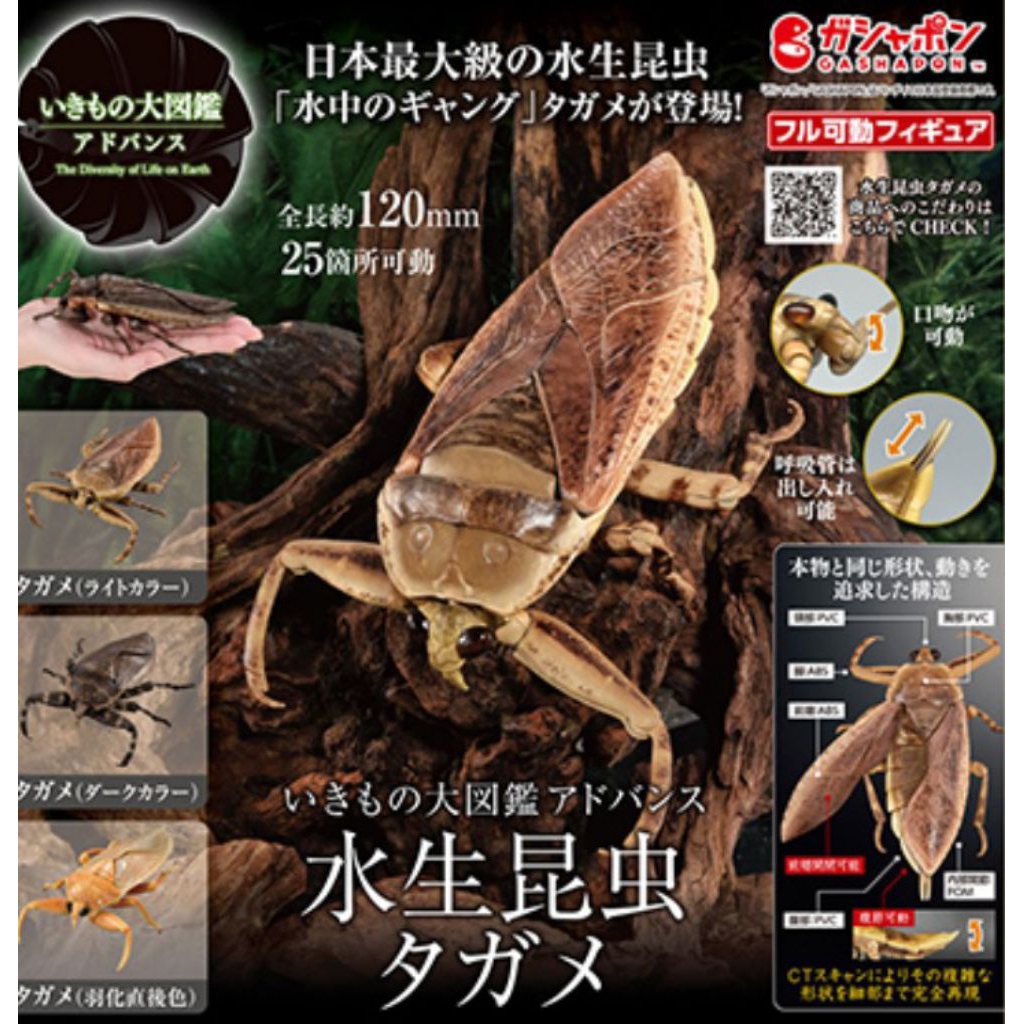 《🔥巨大•水中霸主！！🔥》 萬代 獨角仙 鍬形蟲 犰狳蜥 螳螂 翅膀 螃蟹 田鱉 支架 守宮 生物大圖鑑 環保扭蛋 扭蛋