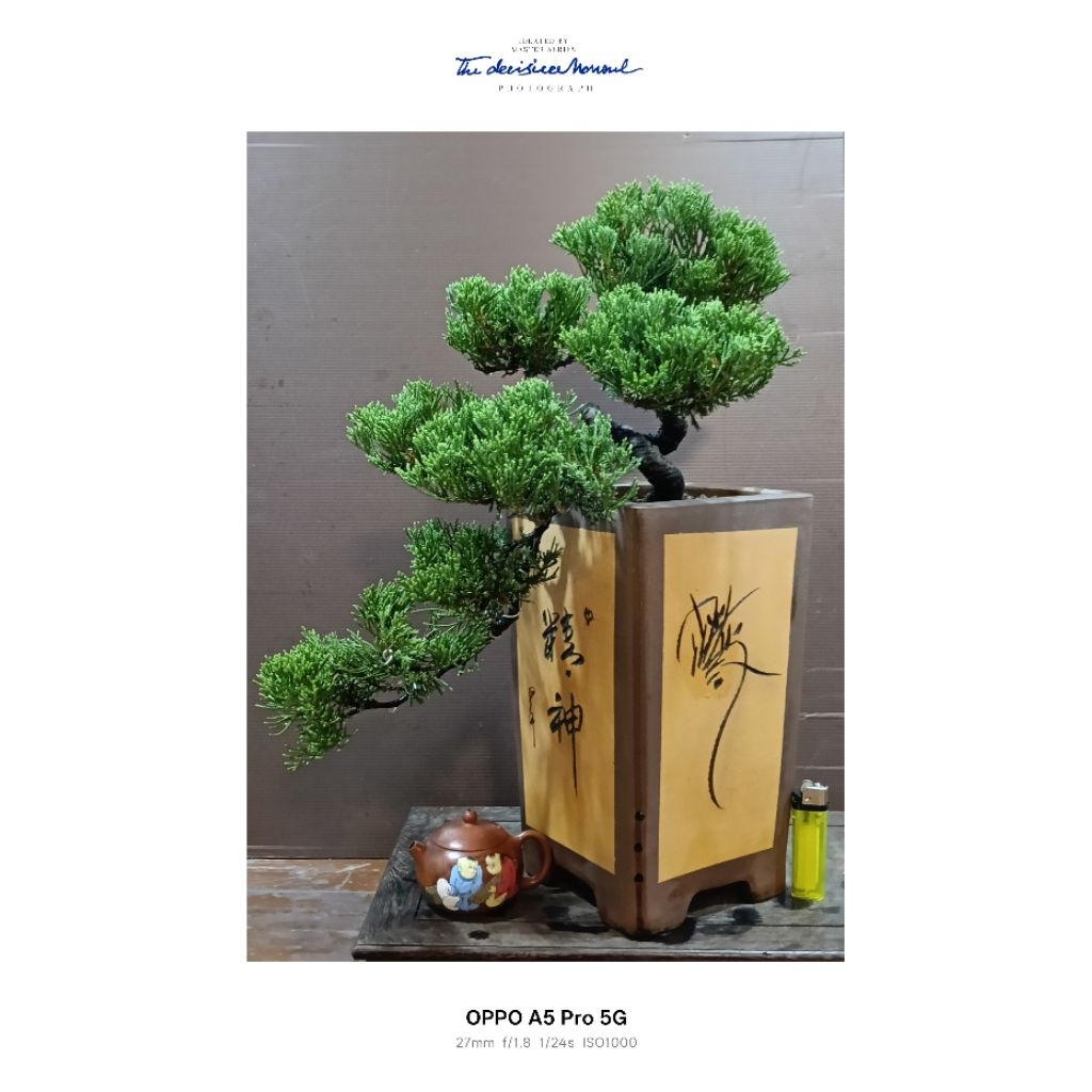 懸崖樹型真柏的價格推薦- 2025年12月| 比價比個夠BigGo