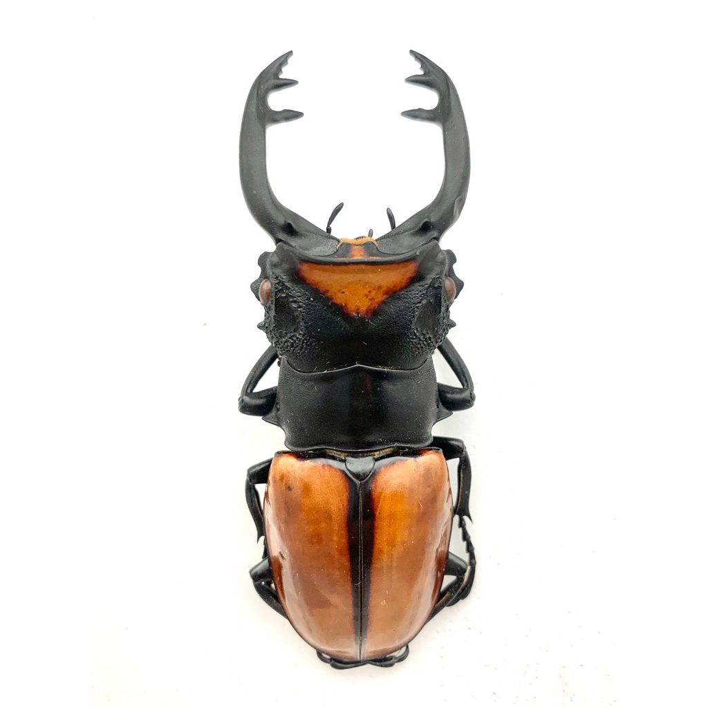 標本 Odontolabis nobuhikoi rare 24mm Odontolabis 標本的價格推薦- 2025年12月| 比價比個夠BigGo