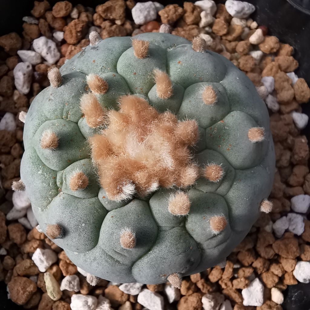 小疣銀冠玉的價格推薦- 2026年2月| 比價比個夠BigGo