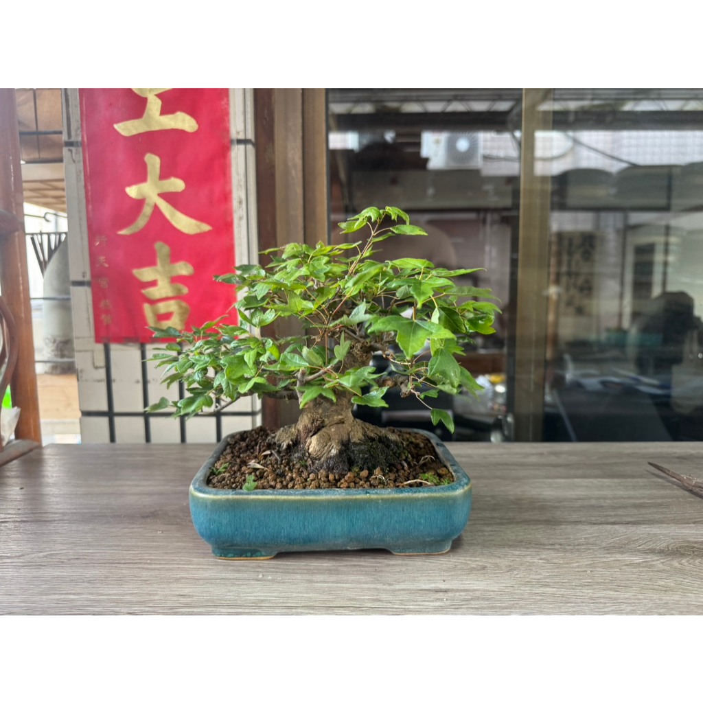 槭楓盆栽的價格推薦- 2025年10月| 比價比個夠BigGo